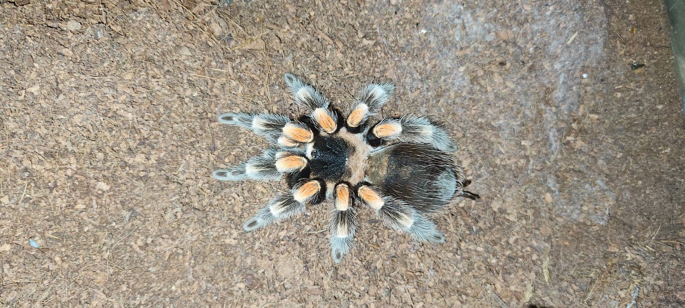 A tarantula in its enclosure