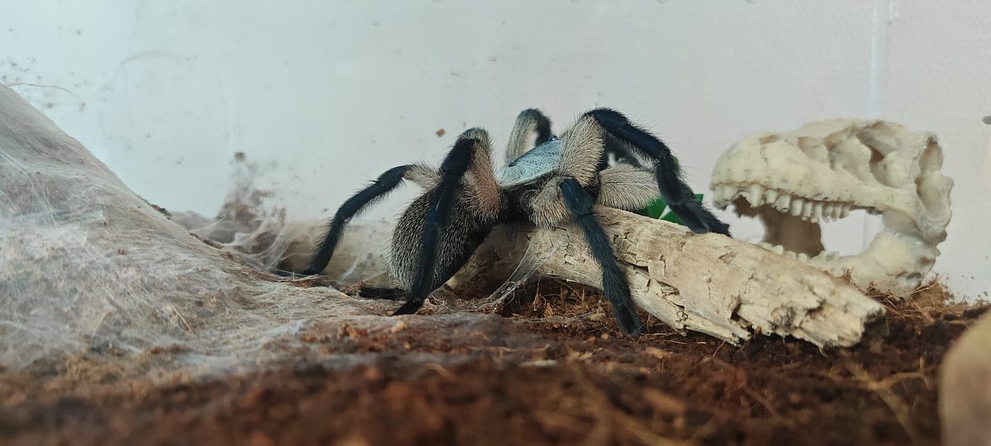 A tarantula on the substrate