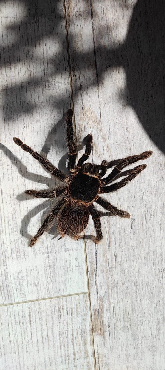 A tarantula in its burrow